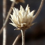 Trifolium erubescens, Flowers, Israel, flora