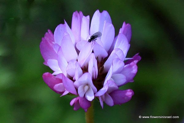 Trifolium glanduliferum, Trifolium nervulosum, Glandular Clover, Gland Clover, النفل الغدي,תלתן בלוטי