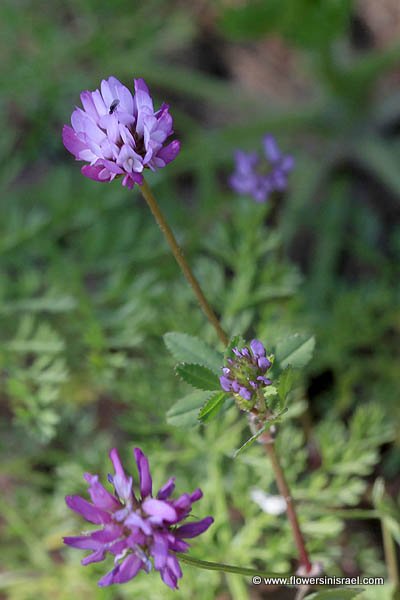 Israel, Nature, Travel, Wildflowers