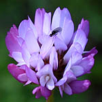 Trifolium glanduliferum, Trifolium nervulosum, Glandular Clover, Gland Clover, תלתן בלוטי, Israel Pink Flowers, wildflowers