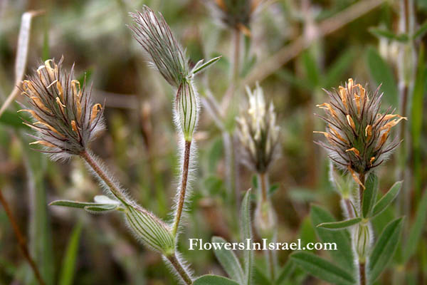 Israel, Flora, Native Plants, Palestine