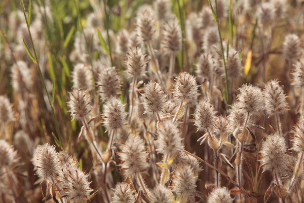 Israel, Flora, Native Plants, Palestine