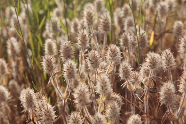 Israel, Flora, Native Plants, Palestine