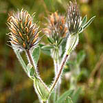 Trifolium palaestinum, Flowers, Israel, flora