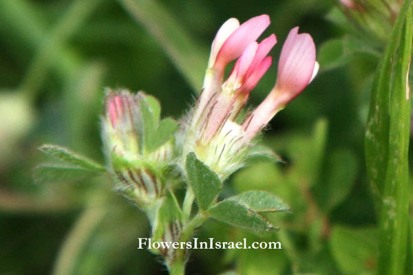 Israel native plants, Flora, Palestine, Trifolium pauciflorum, Few-flower clover, תלתן דל-פרחים, النفل قليل الأزهار 