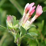 Trifolium pauciflorum, פרחים בישראל, פרחים סגולים