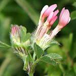 Trifolium pauciflorum, Flowers, Israel, flora