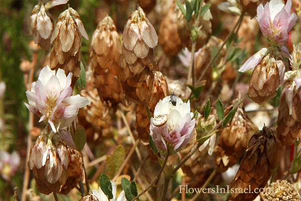 Israel, Flowers, Trifolium philistaeum, Trifolium stenophyllum, Palestine Clover, תלתן פלישתי 