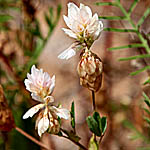 Trifolium philistaeum, Israel, Orange Flowers