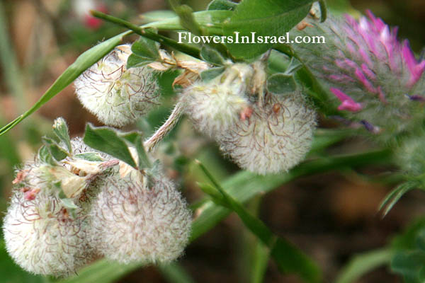 Trifolium pilulare, Ball cotton clover, תלתן הכדורים 