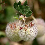 Trifolium pilulare, Flowers, Israel, flora