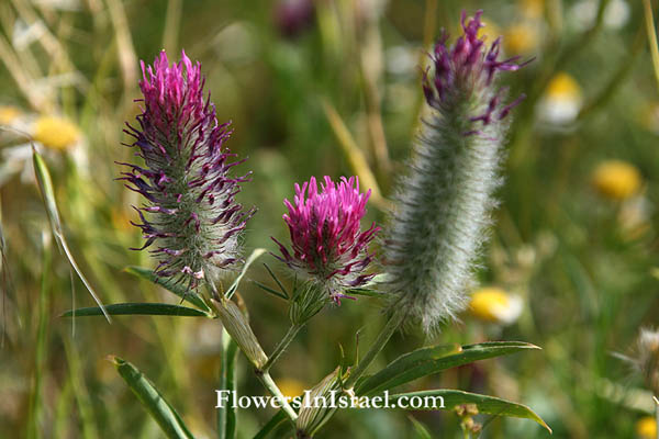 Flora of Israel online, Native plants, Nature, Palestine