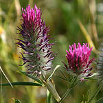 Trifolium purpureum, Flowers, Israel, flora