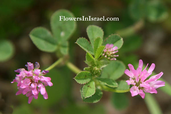 Israel, Flowers, Botany, Palestine