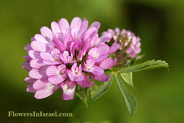 Trifolium resupinatum ,Reversed Trefoil,תלתן הפוך