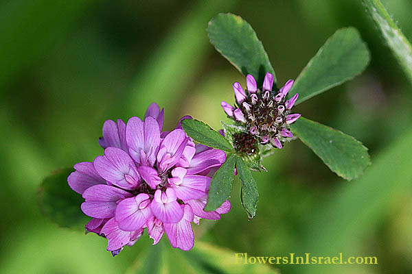 Trifolium resupinatum ,Reversed Trefoil,תלתן הפוך