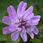 Trifolium resupinatum, פרחים בישראל, פרחים סגולים