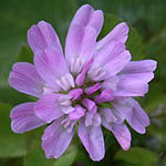 Trifolium resupinatum, Flowers, Israel, flora