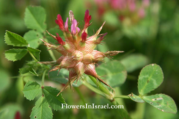 Flora of Israel online