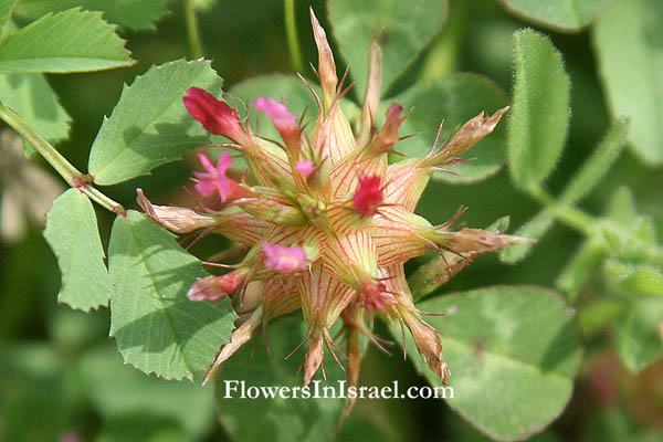 Trifolium spumosum, Mediterranean clover, תלתן הקצף