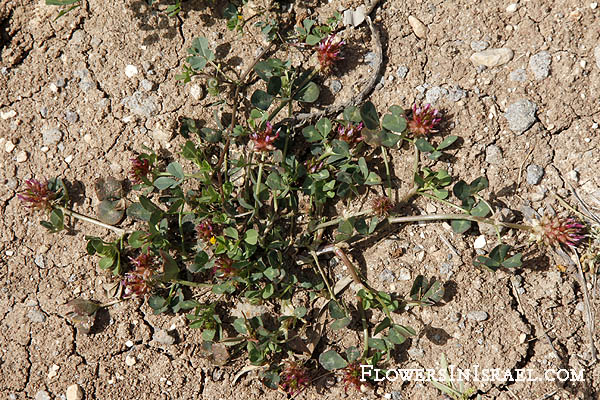 Trifolium spumosum, Mediterranean clover, תלתן הקצף