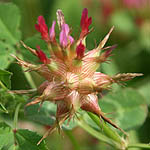 Trifolium spumosum, Flowers, Israel, flora