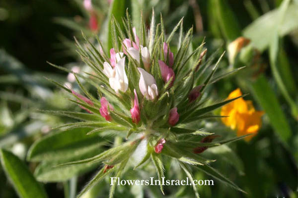 Trifolium stellatum, Star Clover, النفل النجمي,תלתן כוכבני 