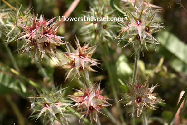 Israel wildflowers