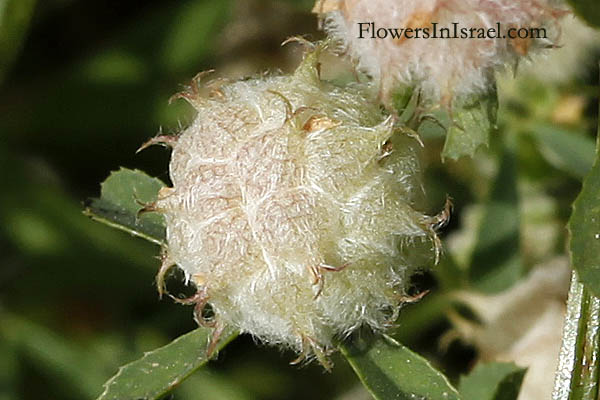 Flora of Israel online, native plants, Palestine