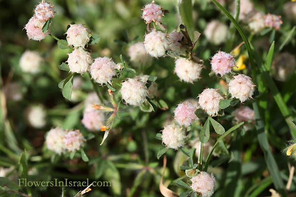 Trifolium tomentosum, Trifolium curvisepalum, Woolly Trefoil, תלתן לביד