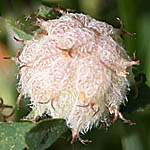 Trifolium tomentosum, פרחים בישראל, פרחים סגולים