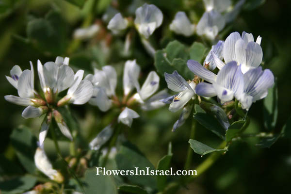 Israel, Flowers, Israel wildflowers