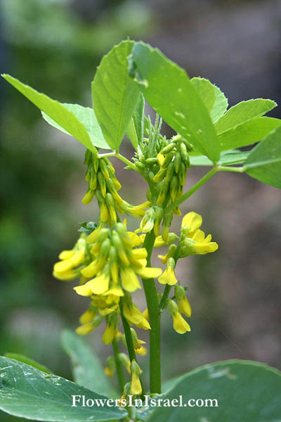 Trigonella kotschyi, Trigonella hierosolymitana, Jerusalem Fenugreek, גרגרנית ירושלים, حلبة برية