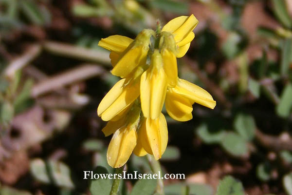 Trigonella kotschyi, Trigonella hierosolymitana, Jerusalem Fenugreek, גרגרנית ירושלים, حلبة برية