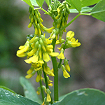 Trigonella kotschyi, Flowers, Israel, flora