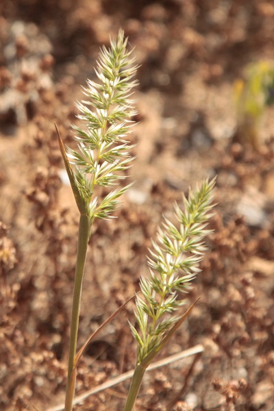 Trisetaria linearis, Trisetum lineare, Avena arenaria,  Oatgrass, שילשון סרגלני