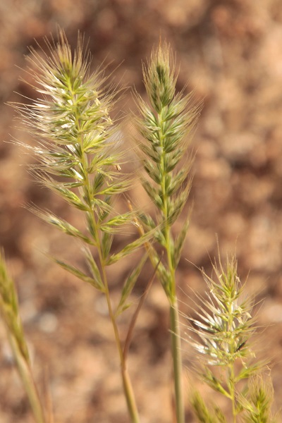 Trisetaria linearis, Trisetum lineare, Avena arenaria,  Oatgrass, שילשון סרגלני