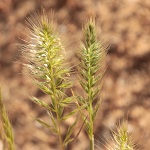 Trisetaria linearis, Trisetum linearis, Avena arenaria