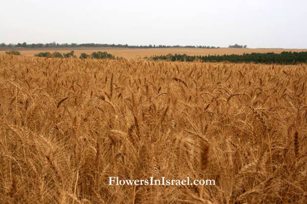 Israel native plants, Plants of The Bible