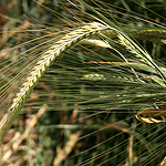 Triticum aestivum, פרחים בישראל, פרחים ירוקים