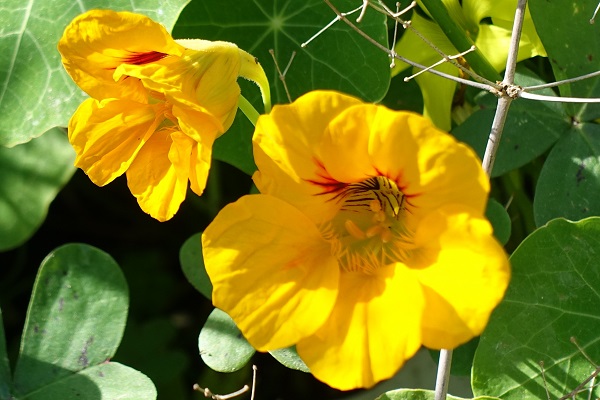 Tropaeolum majus, Cardamindum majus, Nasturtium indicum, Garden nasturtium, Indian cress, Hebrew: חונק הדוב ,כובע הנזיר, Arabic: كبوسين كبير