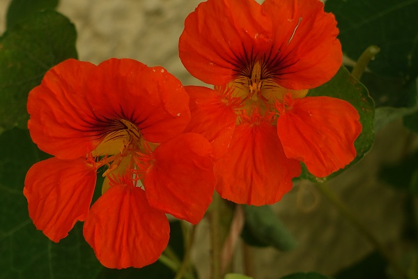 Tropaeolum majus, Cardamindum majus, Nasturtium indicum, Garden nasturtium, Indian cress, Hebrew: חונק הדוב ,כובע הנזיר, Arabic: كبوسين كبير