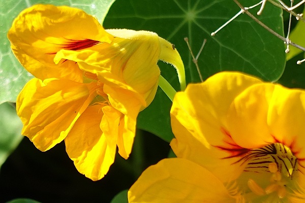 Tropaeolum majus, Cardamindum majus, Nasturtium indicum, Garden nasturtium, Indian cress, Hebrew: חונק הדוב ,כובע הנזיר, Arabic: كبوسين كبير