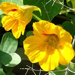 Tropaeolum majus, Israel, Orange Flowers