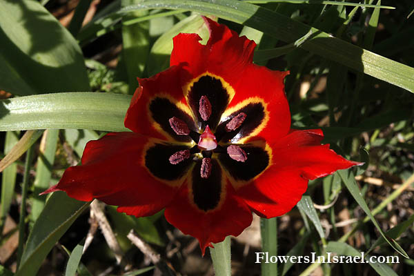 Tulipa agenensis,Tulipa oculis-solis, Tulipa sharonensis, Sharon tulip, Sun's-eye tulip, צבעוני ההרים, زنبق, قرن الغزال 