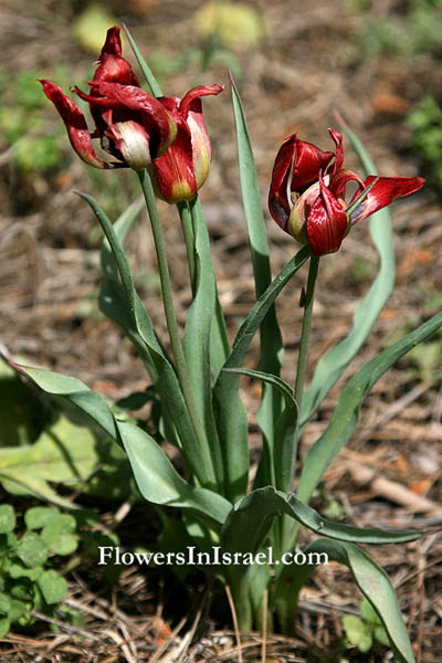 Tulipa agenensis,Tulipa oculis-solis, Tulipa sharonensis, Sharon tulip, Sun's-eye tulip, צבעוני ההרים, زنبق, قرن الغزال 