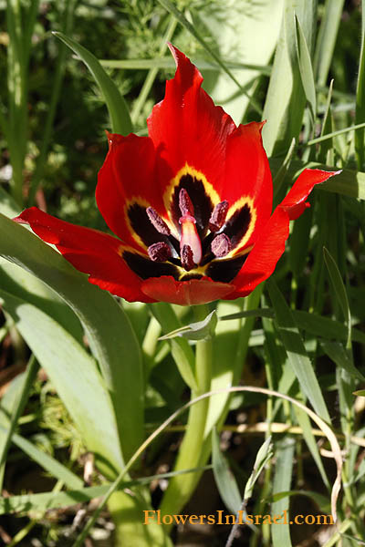 Tulipa agenensis,Tulipa oculis-solis, Tulipa sharonensis, Sharon tulip, Sun's-eye tulip, צבעוני ההרים, زنبق, قرن الغزال 