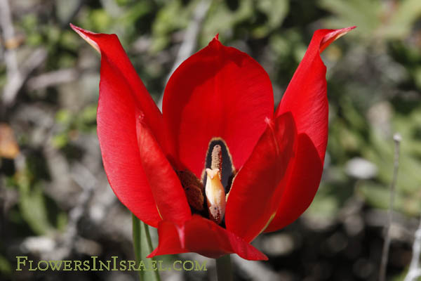 Tulipa agenensis,Tulipa oculis-solis, Tulipa sharonensis, Sharon tulip, Sun's-eye tulip, צבעוני ההרים, زنبق, قرن الغزال 