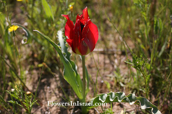 Flora en Israel, send flowers online