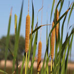 Typha domingensis, פרחים בישראל, פרחים ירוקים